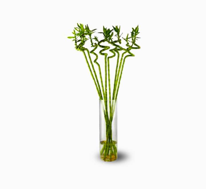 Lucky Bamboo “Per Stick” 70 – 90cm الخيزران محظوظا Indoor Bamboo