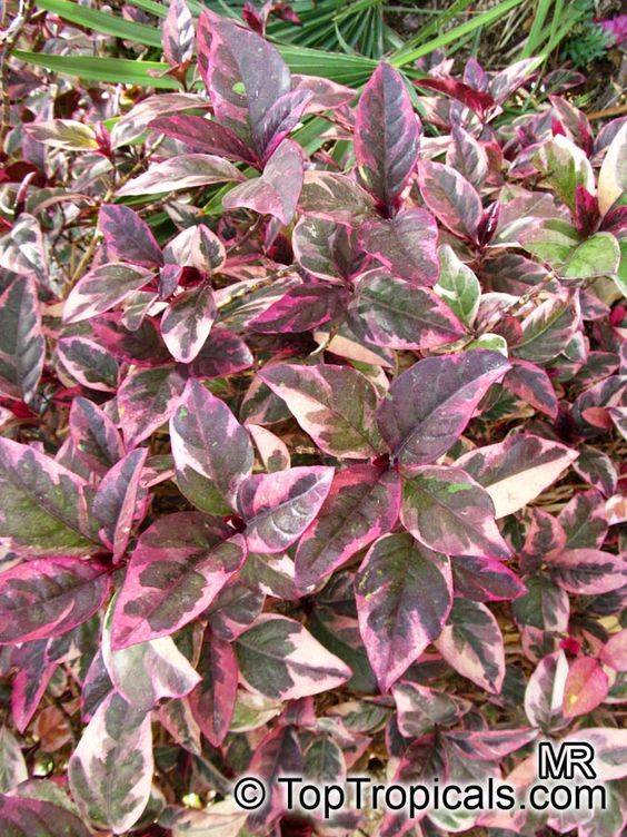 Eranthemum Atropurpureum