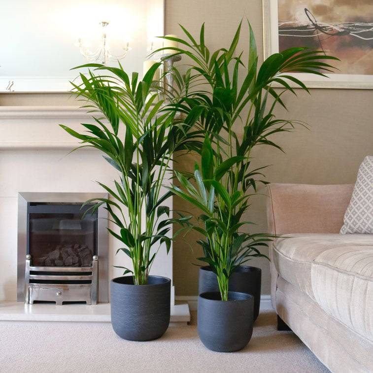 kentia palm