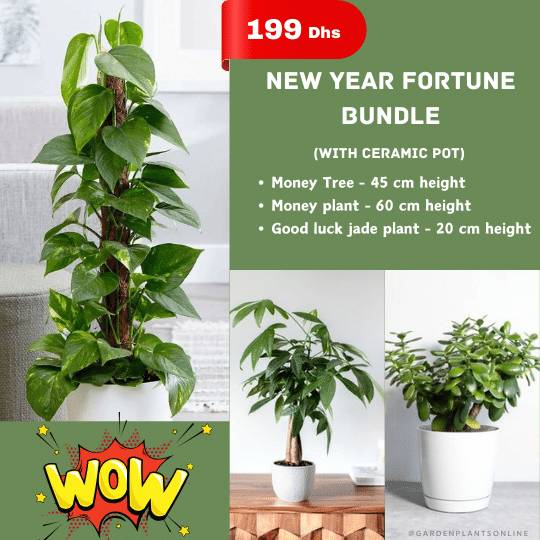 Wow Offer - New Year Fortune Bundle