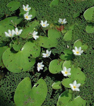 Nymphoides indica