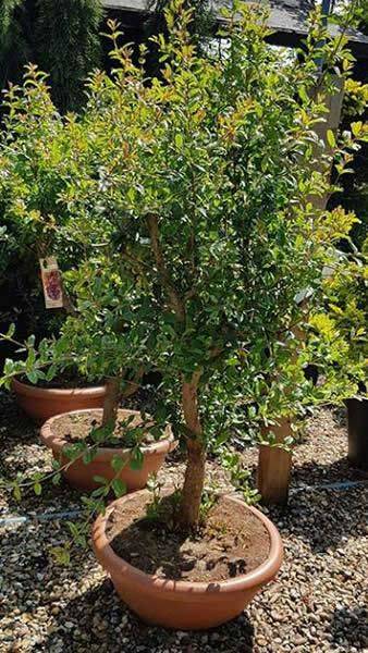 Punica granatum (Pomegranate Tree)