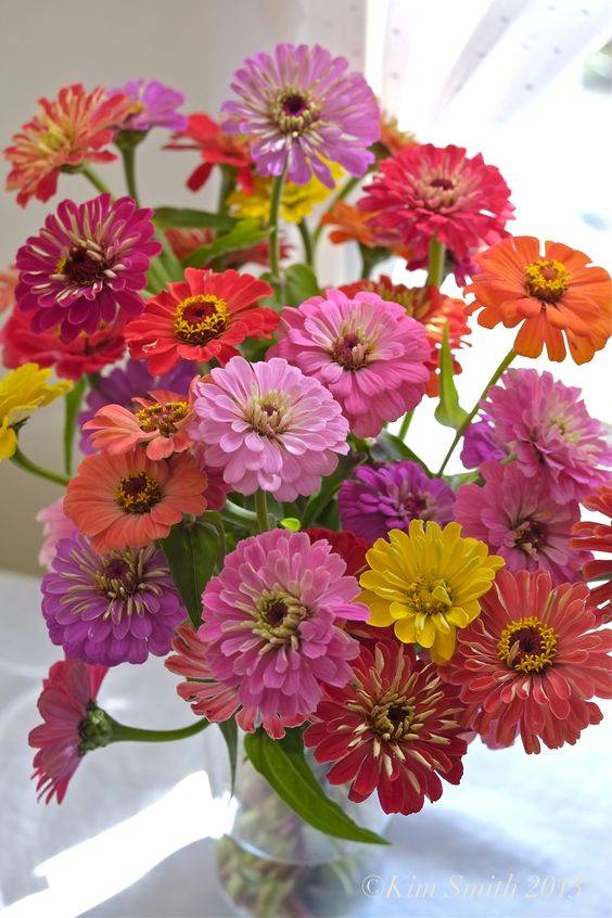 Zinnia Mix Colour (Hanging) 