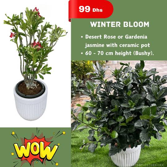  Wow Offer - Winter Bloom