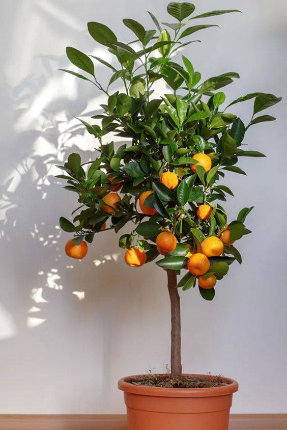 Citrus orange (Orange Tree)