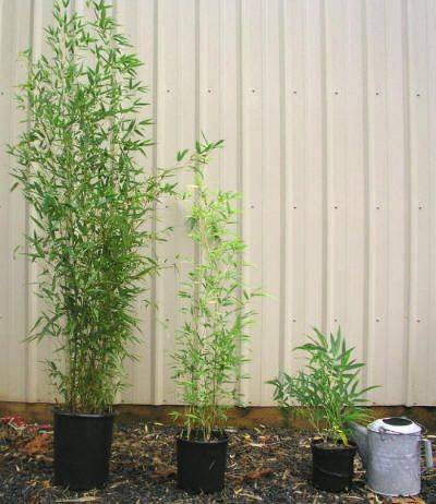 Bambusa vulgaris (Common Bamboo)
