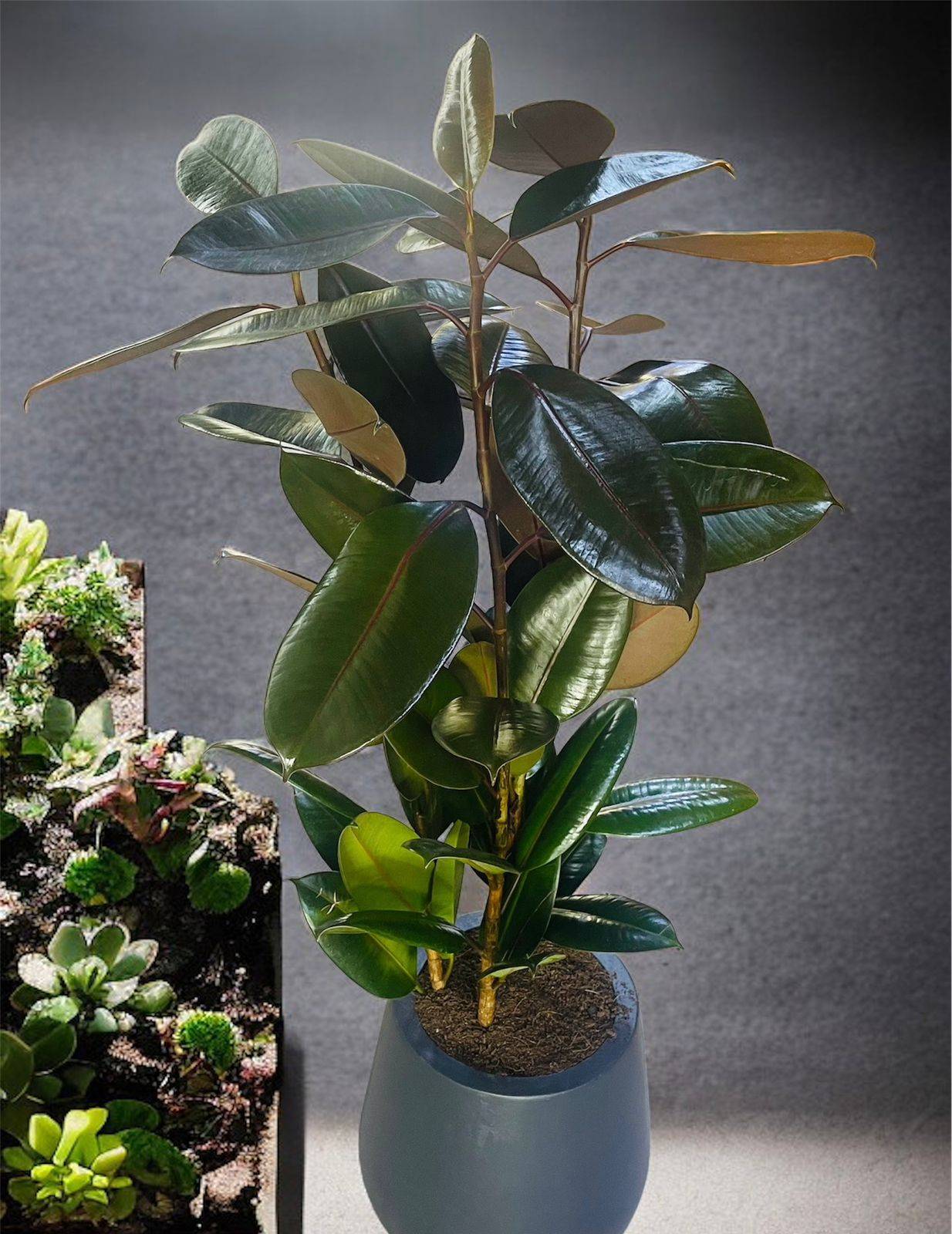  Rubber Plant or Ficus Elastica