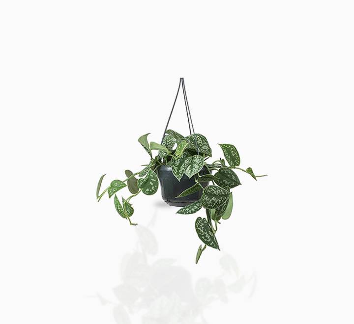 Satin Pothos Hanging