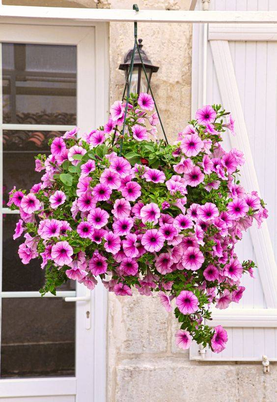 Petunias (Hanging)