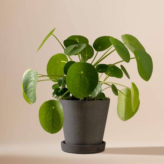 Pilea peperomioides