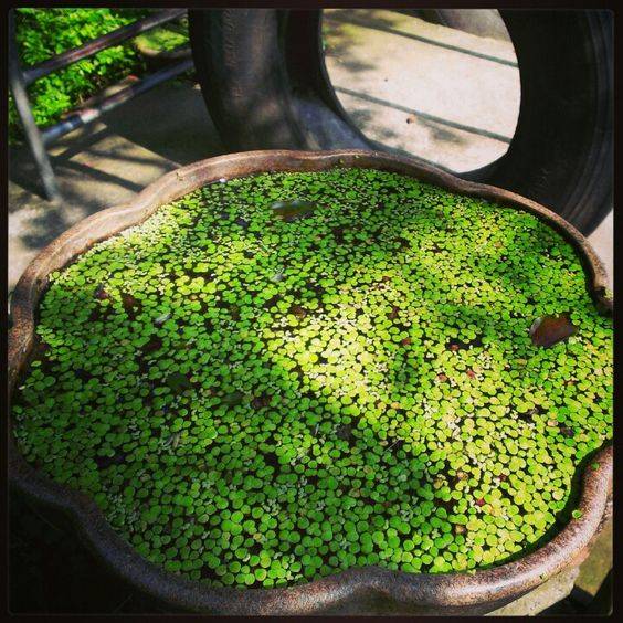 Lemna Minor (Duckweed)