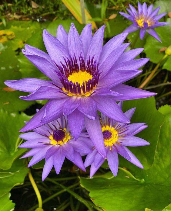 Nymphaea (Water Lily)