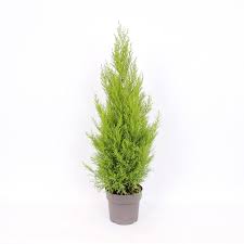 Cupressus Macrocarpa or "Goldcrest Wilma"