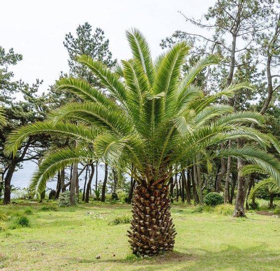 Phoenix dactylifera (Date Palm)