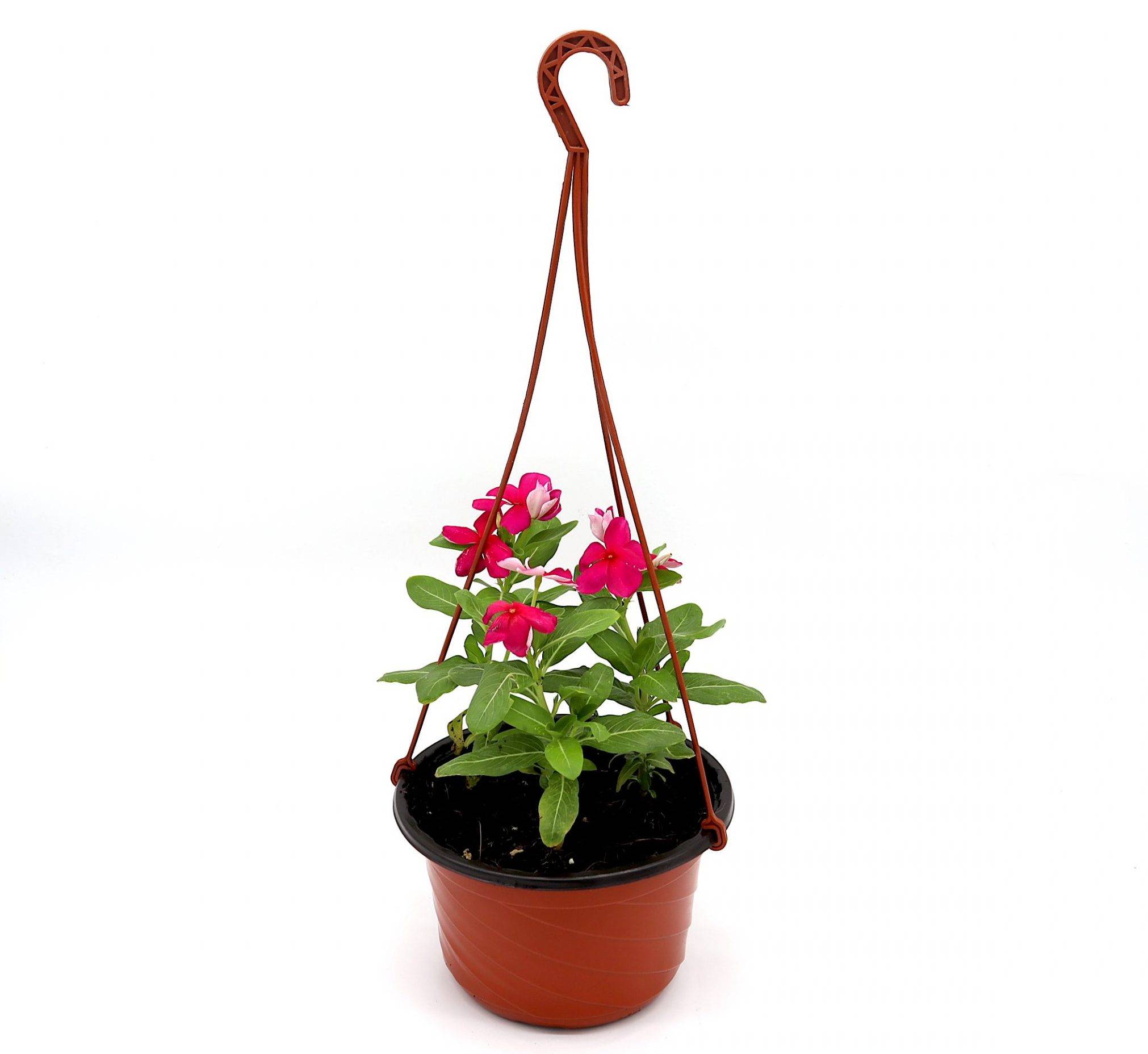 Vinca 10-15 cm (Hanging)