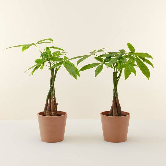 Pachira Aquatica (Pachira twisted trunk)