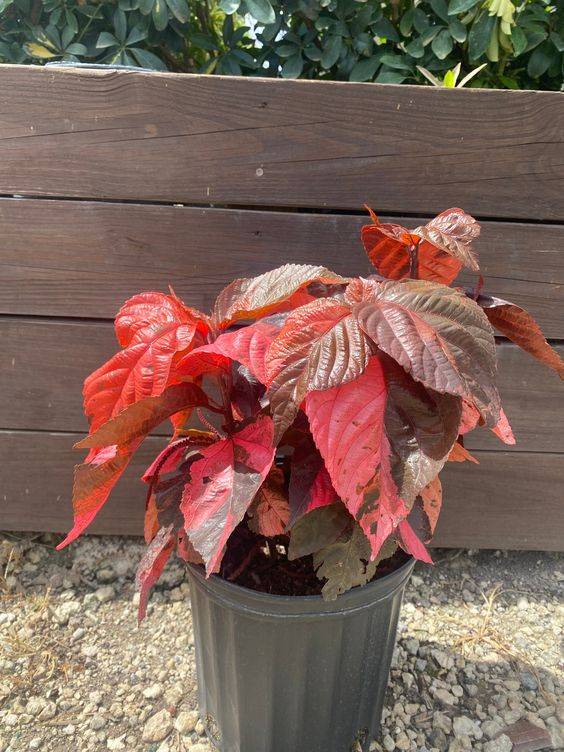Acalypha wilkesiana