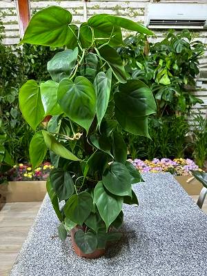 Philodendron scandens | Sweetheart Plant or Heart-leaf