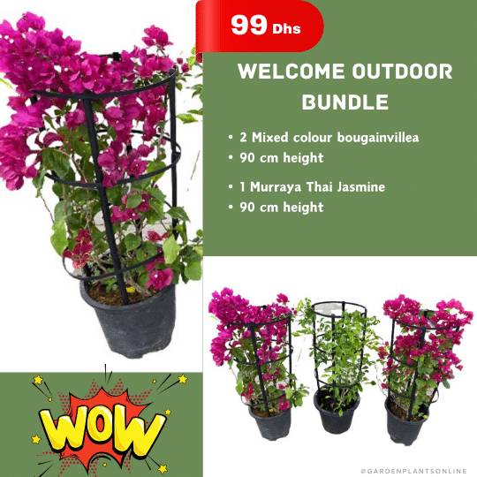  Wow Offer -  Welcome Outdoor Bundle