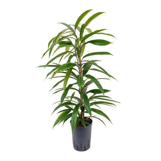Ficus alii Amstel Queen (Long Leaf Ficus)