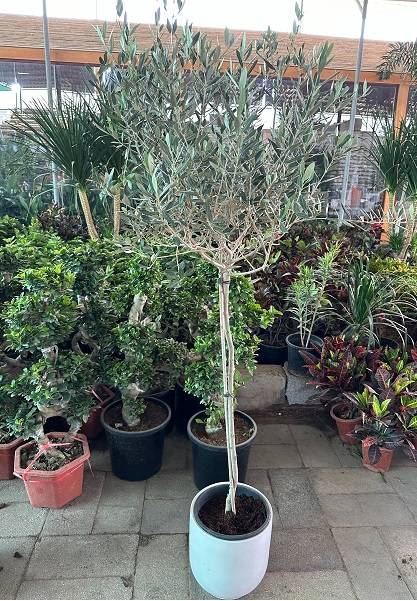 olive -potted plant with ceramic pot