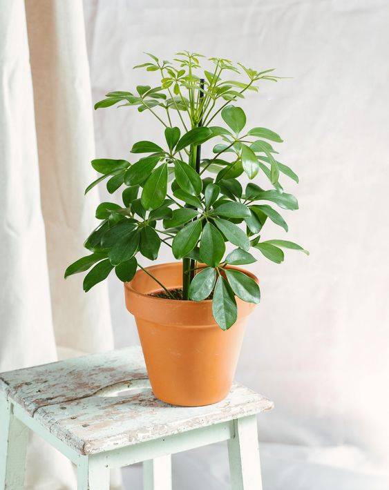 Schefflera arboricola ‘Compacta’ 
