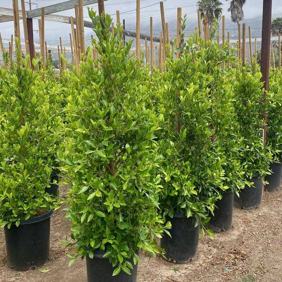 Ficus nitida 