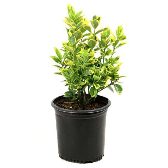 Euonymus Japonicus