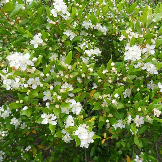 Myrtus communis