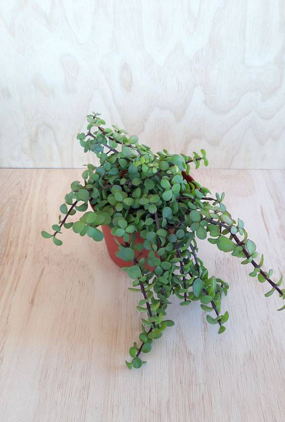 Portulacaria afra