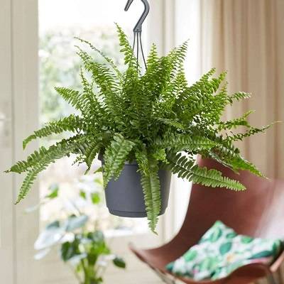 Nephrolepis exaltata 'Green Lady' | Boston Fern 