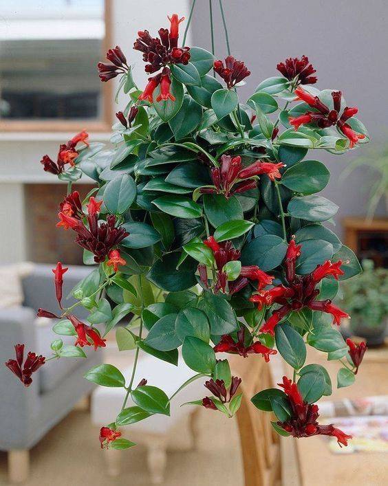 Aeschynanthus radicans