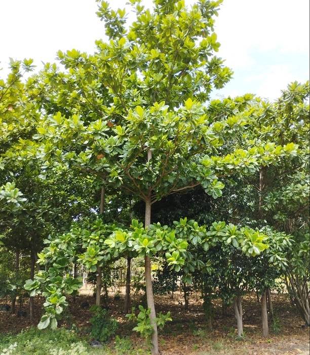 Terminalia catappa