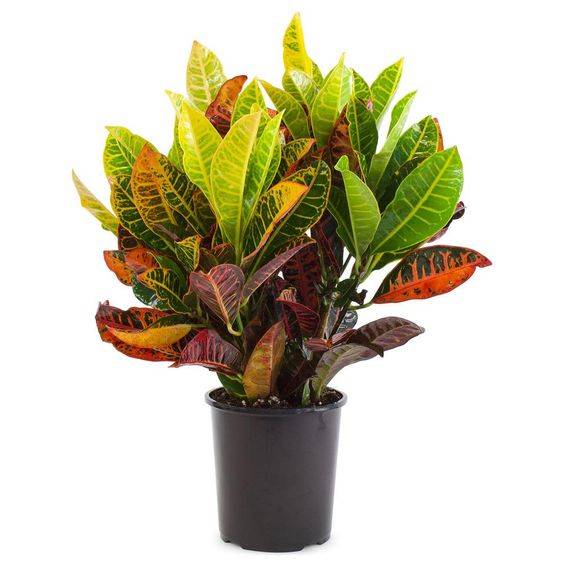 Croton Petra (Garden croton)