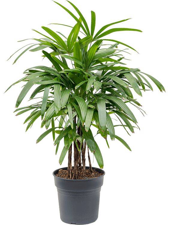 Rhapis excelsa (Lady Palm)