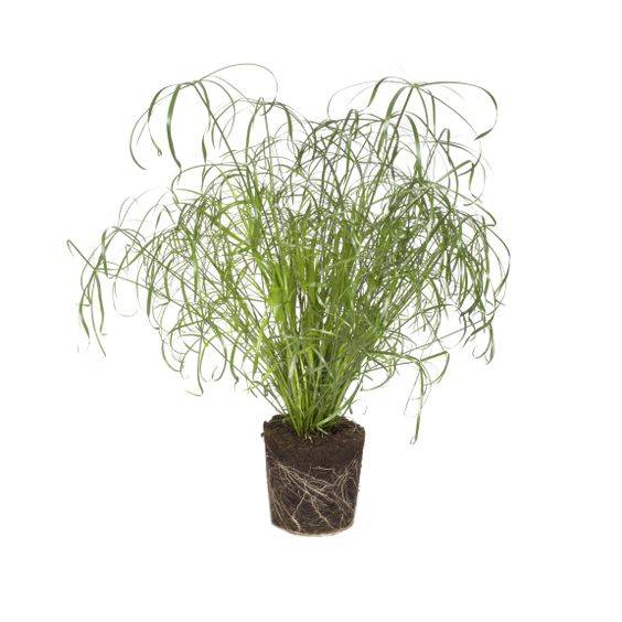 Cyperus alternifolius (umbrella papyrus)