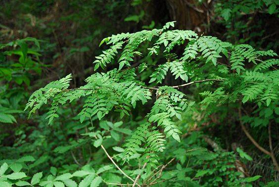 Zanthoxylum Odorum