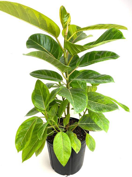Ficus Altissima (Council Tree)