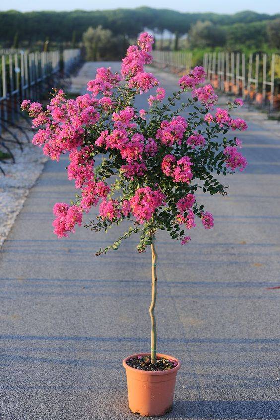 Lagerstroemia indica (Crape Myrtle)