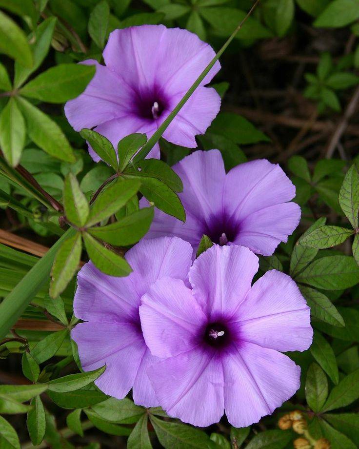 Ipomoea cairica